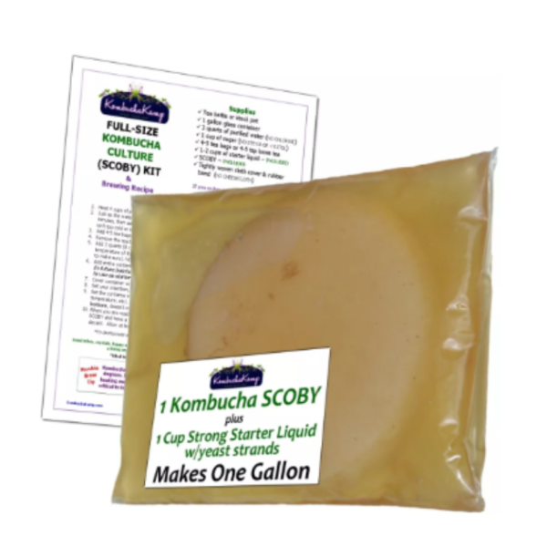 Organic Kombucha Culture - SCOBY - Image 3