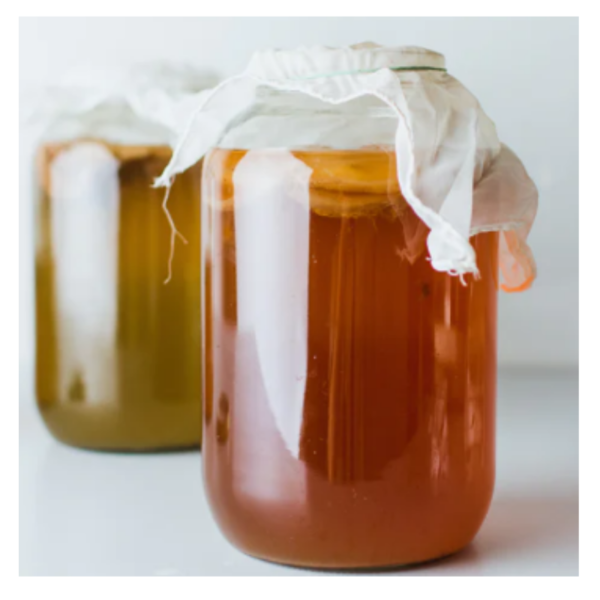 Organic Kombucha Culture - SCOBY