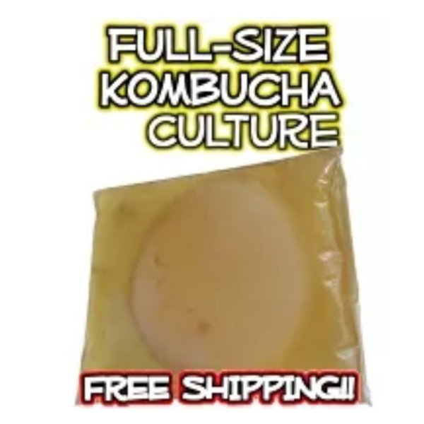 Organic Kombucha Culture - SCOBY - Image 5